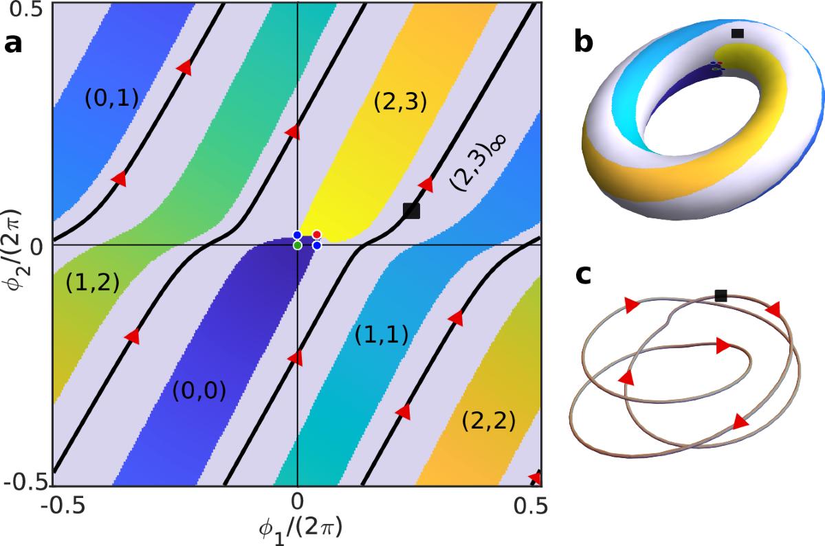 Topological phase locking in stochastic oscillators | Nature Communications